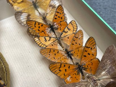ENTOMOLOGIE - Lépidoptères exotiques et paléarctiques,...