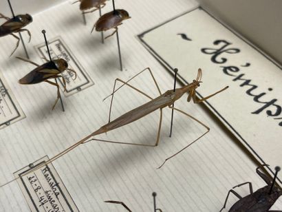 ENTOMOLOGIE - Insectes divers paléarctiques...