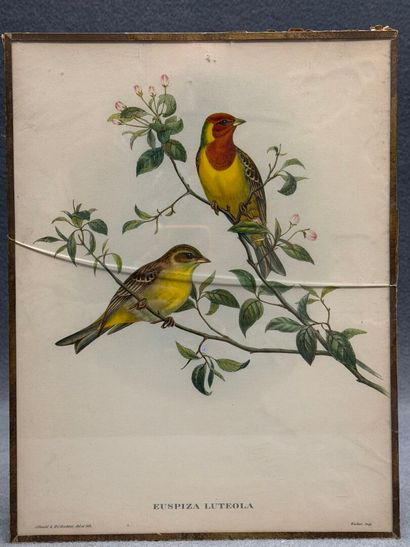Suite de 9 lithographies anglaises sous verre...