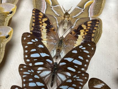 ENTOMOLOGIE - Lépidoptères exotiques et paléarctiques,...