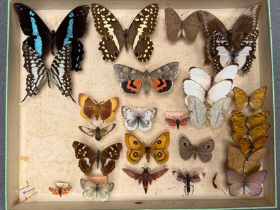 ENTOMOLOGIE - Lépidoptères exotiques et paléarctiques,...