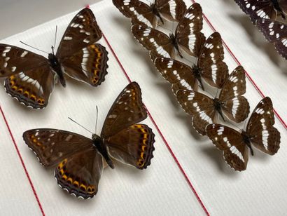 ENTOMOLOGIE - Rhopalocères paléarctiques...