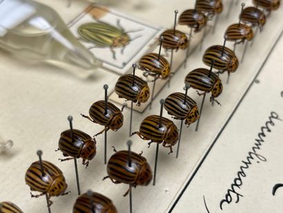 ENTOMOLOGIE - Montages entomologiques anciens,...