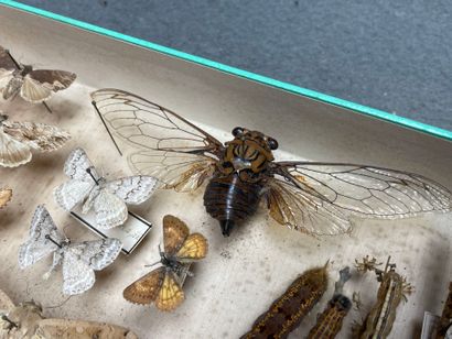 ENTOMOLOGIE - Hétérocères paléarctiques et...