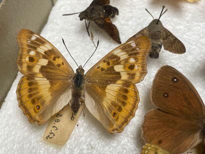 ENTOMOLOGIE - Lépidoptères exotiques et paléarctiques,...