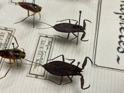 ENTOMOLOGIE - Insectes divers paléarctiques...