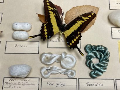 ENTOMOLOGIE - Montages entomologiques anciens,...