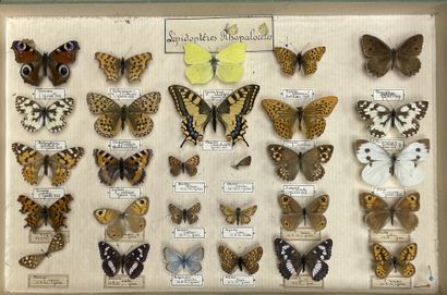 ENTOMOLOGIE - Rhopalocères paléarctiques...