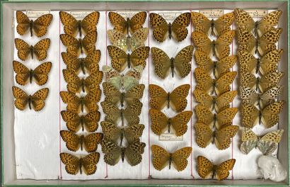 ENTOMOLOGIE - Rhopalocères paléarctiques...