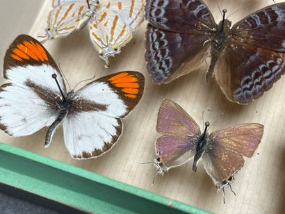 ENTOMOLOGIE - Lépidoptères exotiques et paléarctiques,...