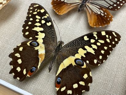 ENTOMOLOGIE - Lépidoptères exotiques dont...