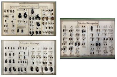 ENTOMOLOGIE - Coléoptères paléarctiques dont...