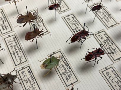 ENTOMOLOGIE - Insectes divers paléarctiques...
