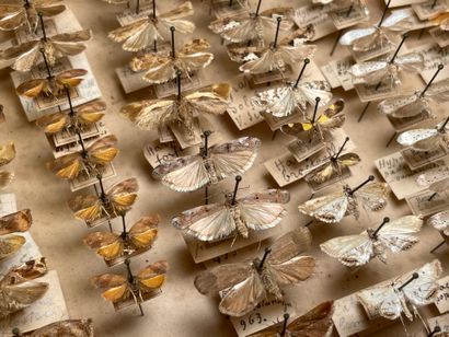 ENTOMOLOGIE - Hétérocères paléarctiques et...
