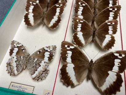 ENTOMOLOGIE - Rhopalocères paléarctiques...