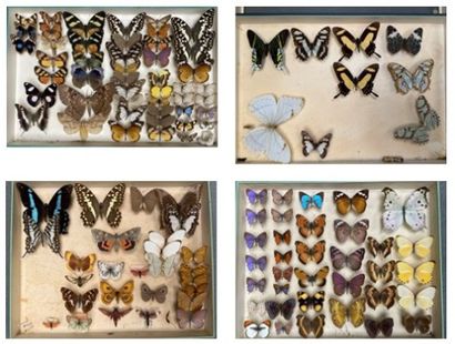 ENTOMOLOGIE - Lépidoptères exotiques et paléarctiques,...