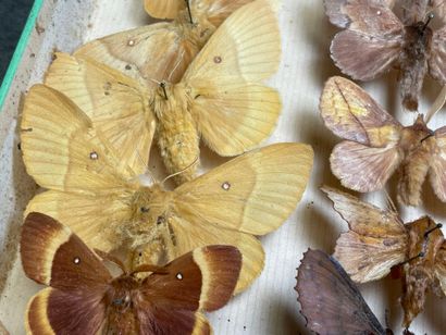 ENTOMOLOGIE - Hétérocères paléarctiques et...