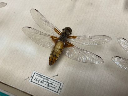 ENTOMOLOGIE - Insectes divers paléarctiques...