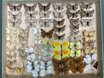 ENTOMOLOGIE - Lépidoptères exotiques et paléarctiques,...