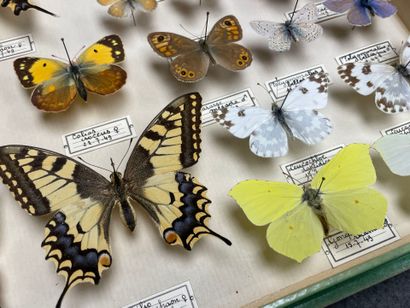 ENTOMOLOGIE - Rhopalocères paléarctiques...
