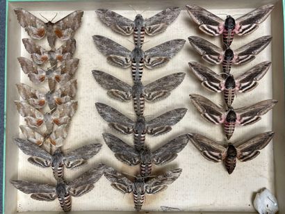 ENTOMOLOGIE - Hétérocères paléarctiques Sphingidae...