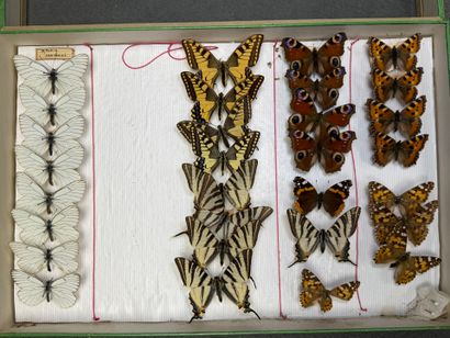 ENTOMOLOGIE - Rhopalocères paléarctiques...
