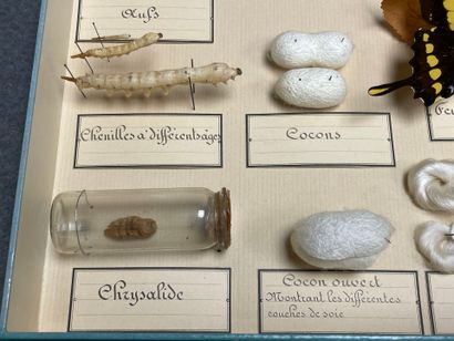 ENTOMOLOGIE - Montages entomologiques anciens,...