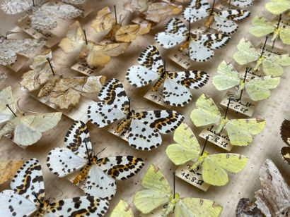 ENTOMOLOGIE - Hétérocères paléarctiques et...