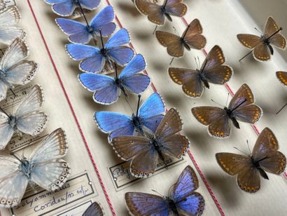 ENTOMOLOGIE - Rhopalocères paléarctiques...