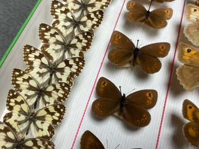ENTOMOLOGIE - Rhopalocères paléarctiques...