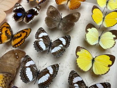 ENTOMOLOGIE - Lépidoptères exotiques et paléarctiques,...