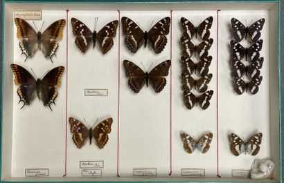 ENTOMOLOGIE - Rhopalocères paléarctiques...