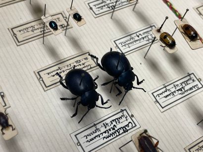 ENTOMOLOGIE - Coléoptères paléarctiques dont...