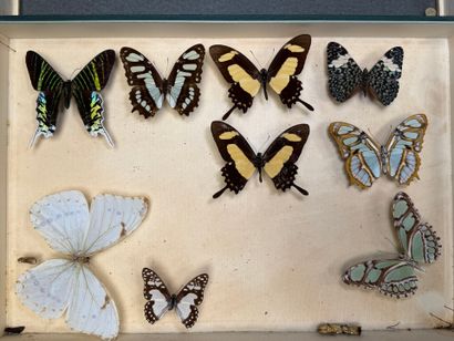 ENTOMOLOGIE - Lépidoptères exotiques et paléarctiques,...