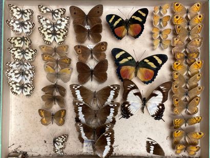 ENTOMOLOGIE - Lépidoptères exotiques et paléarctiques,...