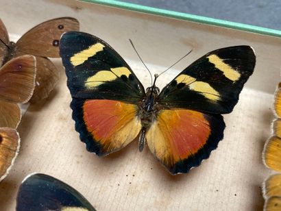 ENTOMOLOGIE - Lépidoptères exotiques et paléarctiques,...