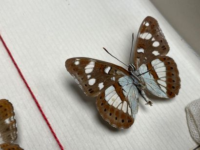 ENTOMOLOGIE - Rhopalocères paléarctiques...