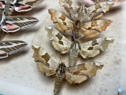 ENTOMOLOGIE - Hétérocères paléarctiques Sphingidae...