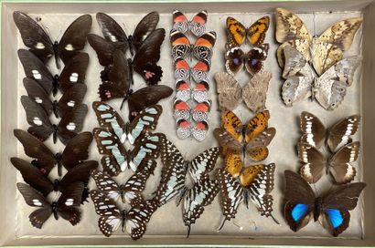 ENTOMOLOGIE - Lépidoptères exotiques et paléarctiques,...