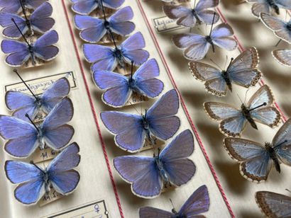 ENTOMOLOGIE - Rhopalocères paléarctiques...