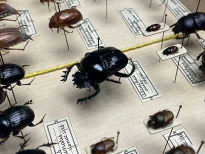 ENTOMOLOGIE - Coléoptères paléarctiques dont...