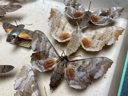 ENTOMOLOGIE - Hétérocères paléarctiques Sphingidae...
