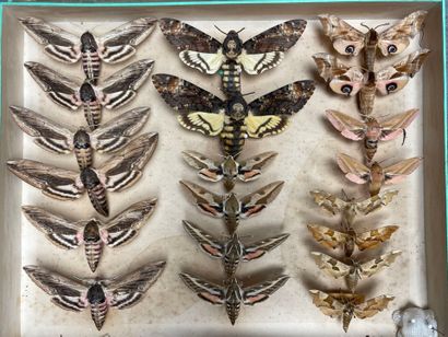 ENTOMOLOGIE - Hétérocères paléarctiques Sphingidae...