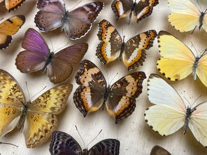 ENTOMOLOGIE - Lépidoptères exotiques et paléarctiques,...