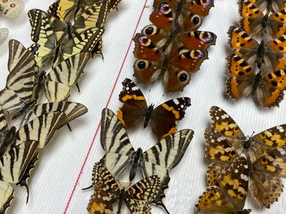 ENTOMOLOGIE - Rhopalocères paléarctiques...