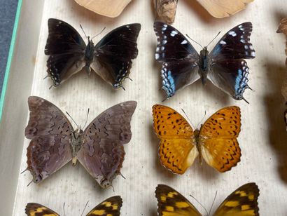 ENTOMOLOGIE - Lépidoptères exotiques et paléarctiques,...
