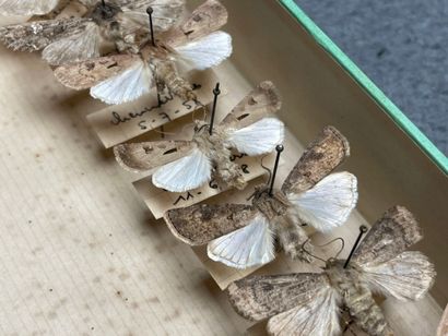 ENTOMOLOGIE - Hétérocères paléarctiques et...