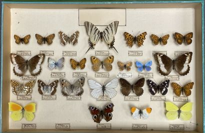 ENTOMOLOGIE - Rhopalocères paléarctiques...