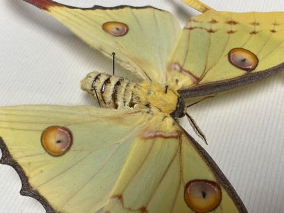 ENTOMOLOGIE - Hétérocères paléarctiques et...