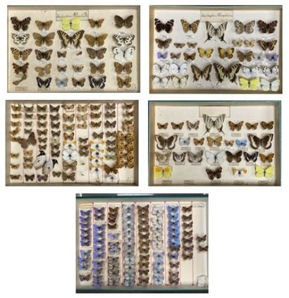 ENTOMOLOGIE - Rhopalocères paléarctiques...
